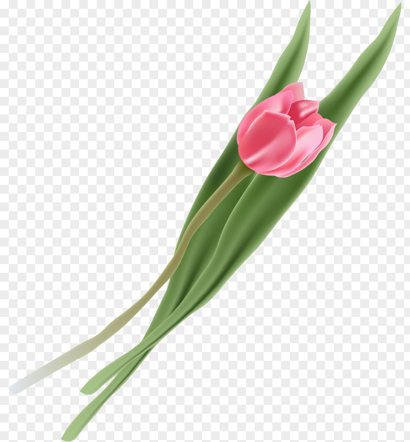 Tulip Flower PNG