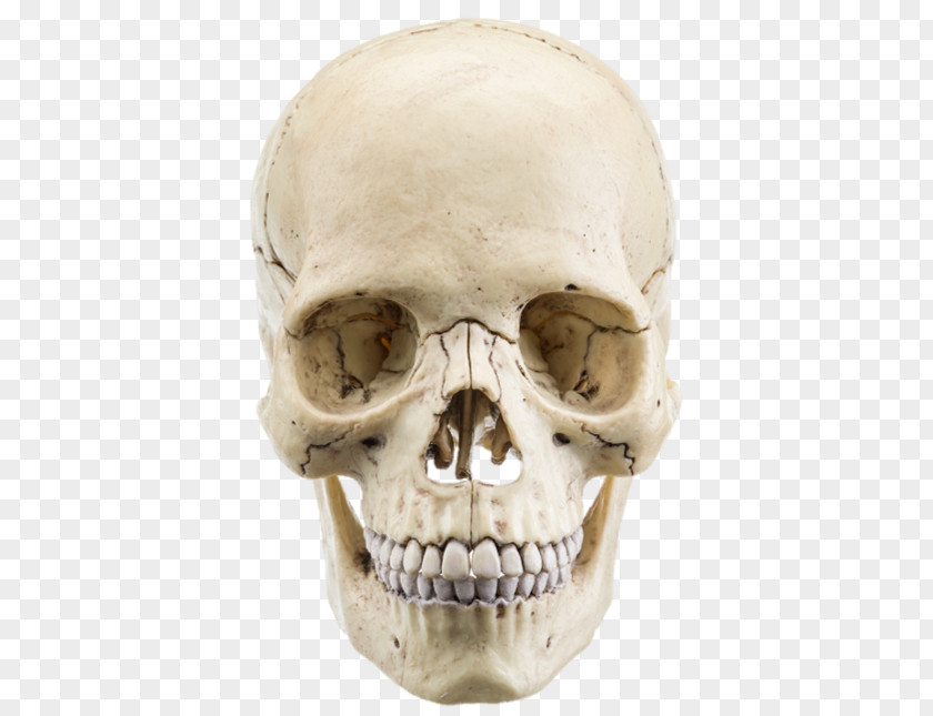 Bone Tissue The Human Skull Stock Photography Anatomy PNG