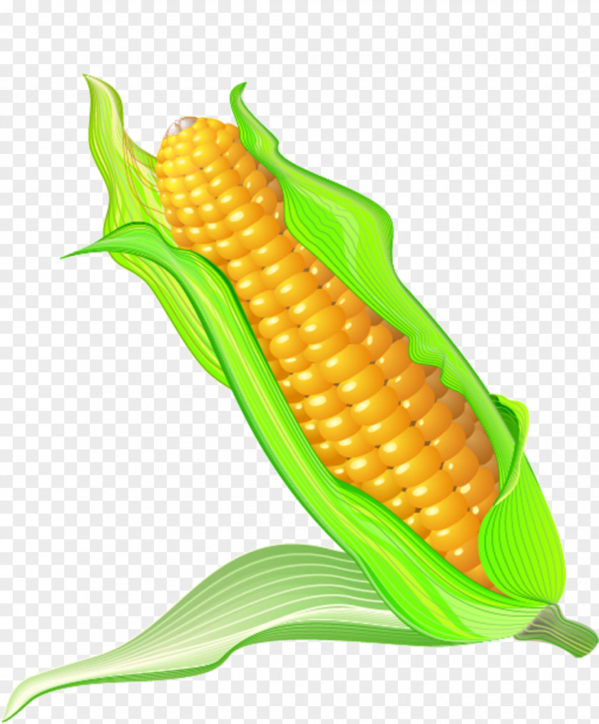 Cartoon Corn On The Cob Maize PNG