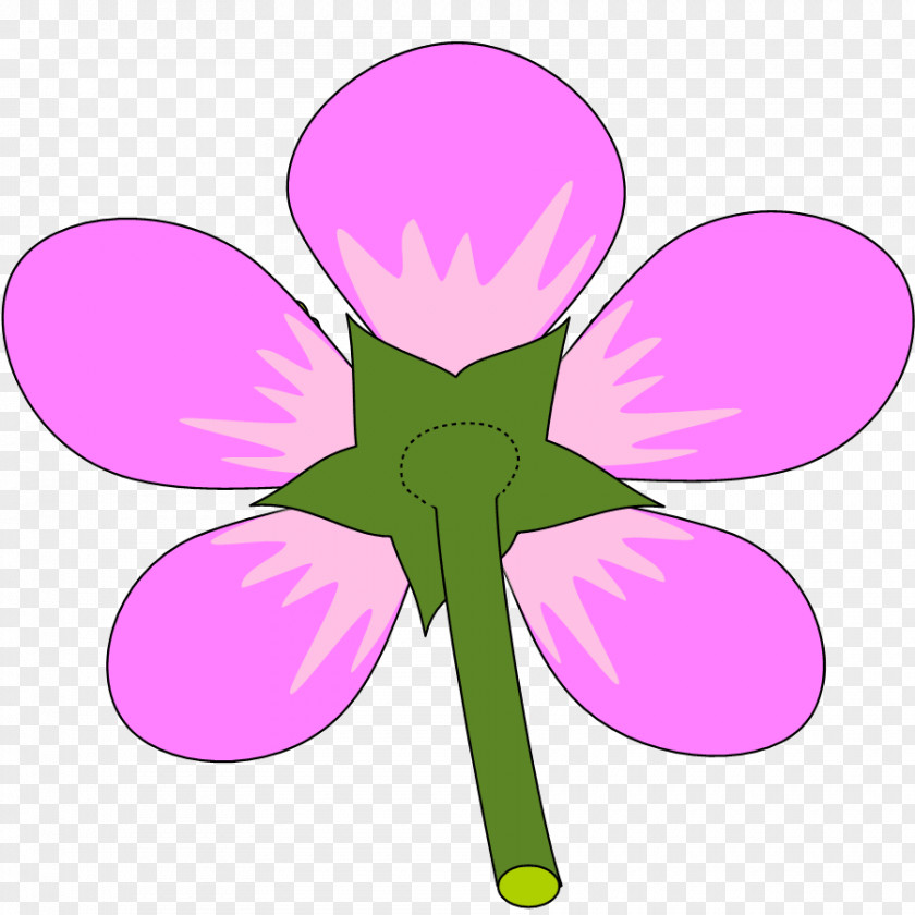 Flower Petal Auglenīca Stamen Plant Stem PNG