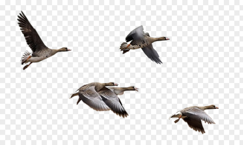 Goose Bird Migration Cygnini Duck PNG