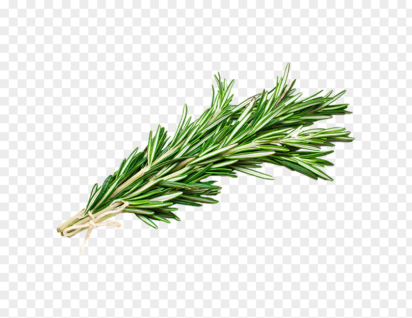 Herb Grass Rosemary PNG