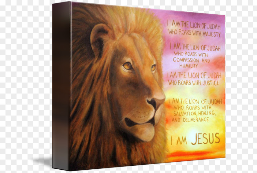 Lion Of Judah Bible Kingdom Book Revelation PNG