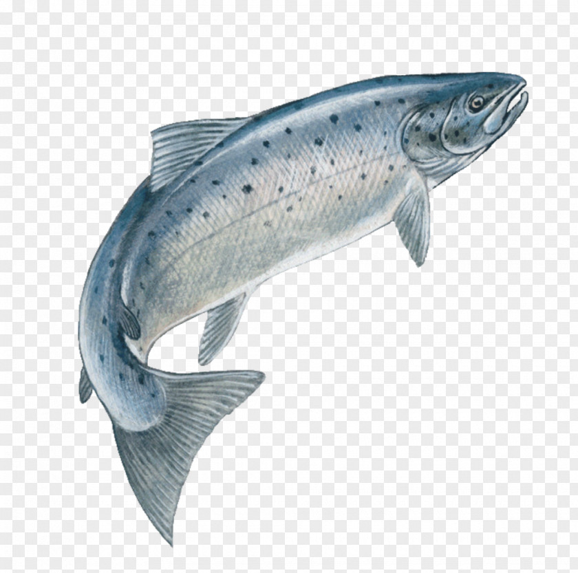 Fish Jumping Atlantic Salmon Drawing Trout Chinook PNG