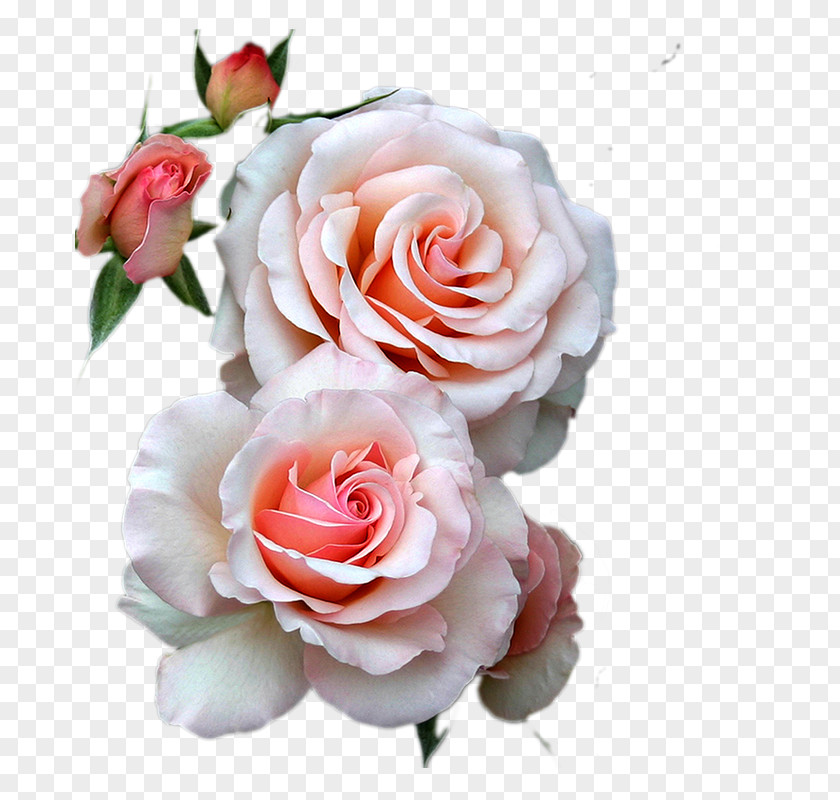 Flower Bouquet Best Roses PNG