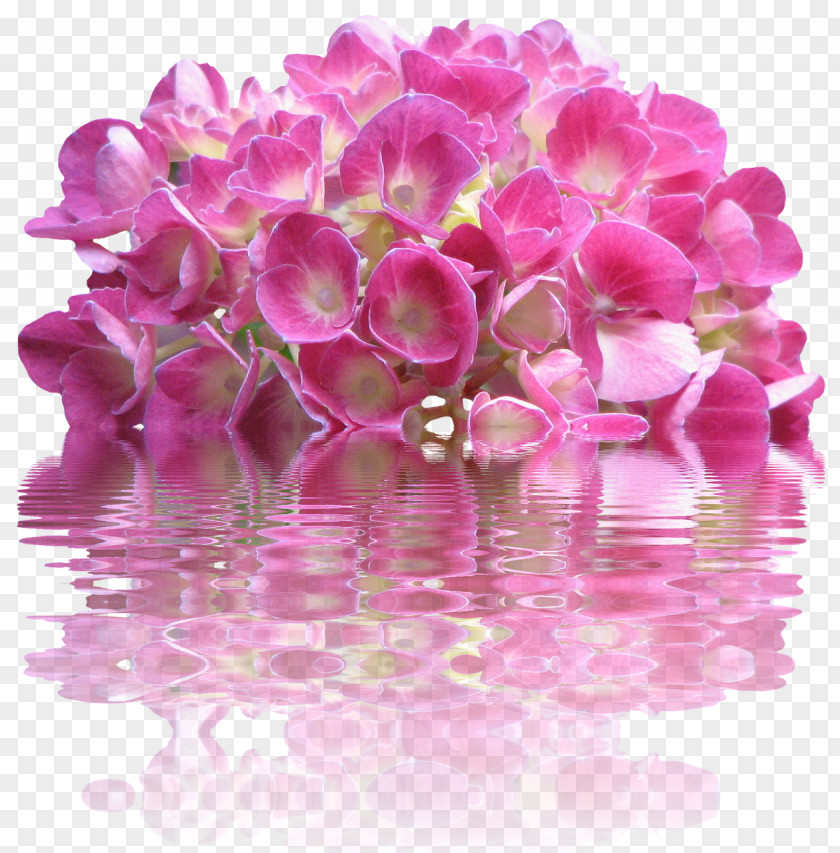 Flower Pink Flowers French Hydrangea PNG