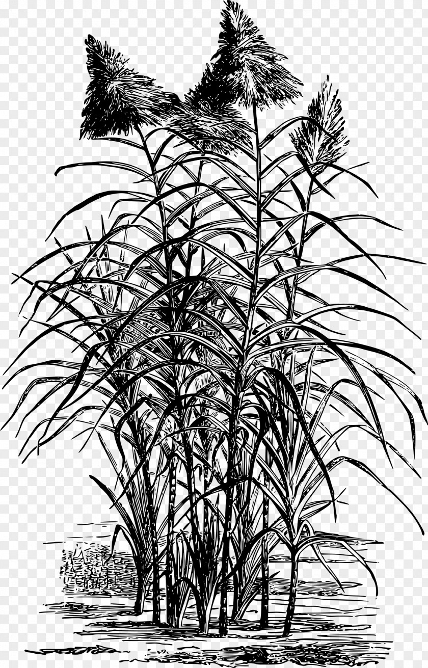 Sugar Sugarcane Drawing Candy Cane Plantation PNG