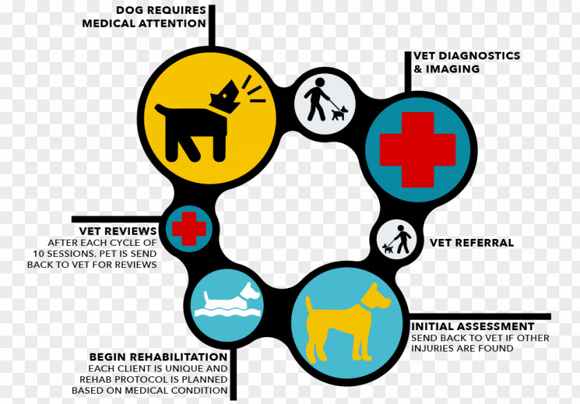 Veterinarian Veterinary Medicine Flowchart Physician PNG