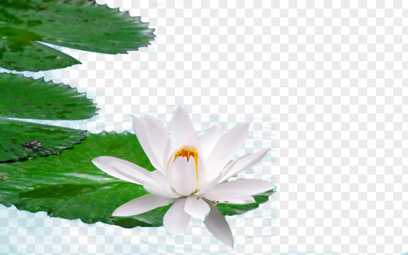 Water Lotus Egyptian Nelumbo Nucifera High-definition Television Wallpaper PNG