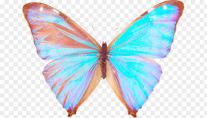 Butterfly Moth Author Insect Yandex PNG