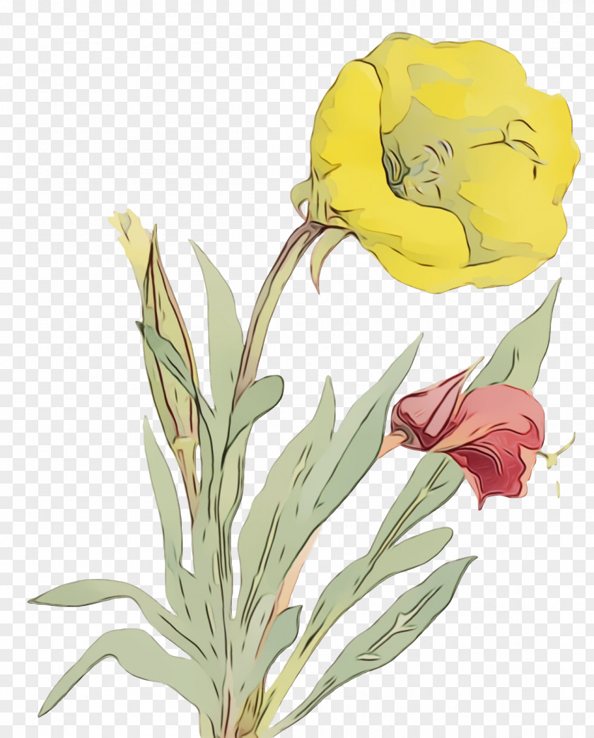 Floral Design PNG