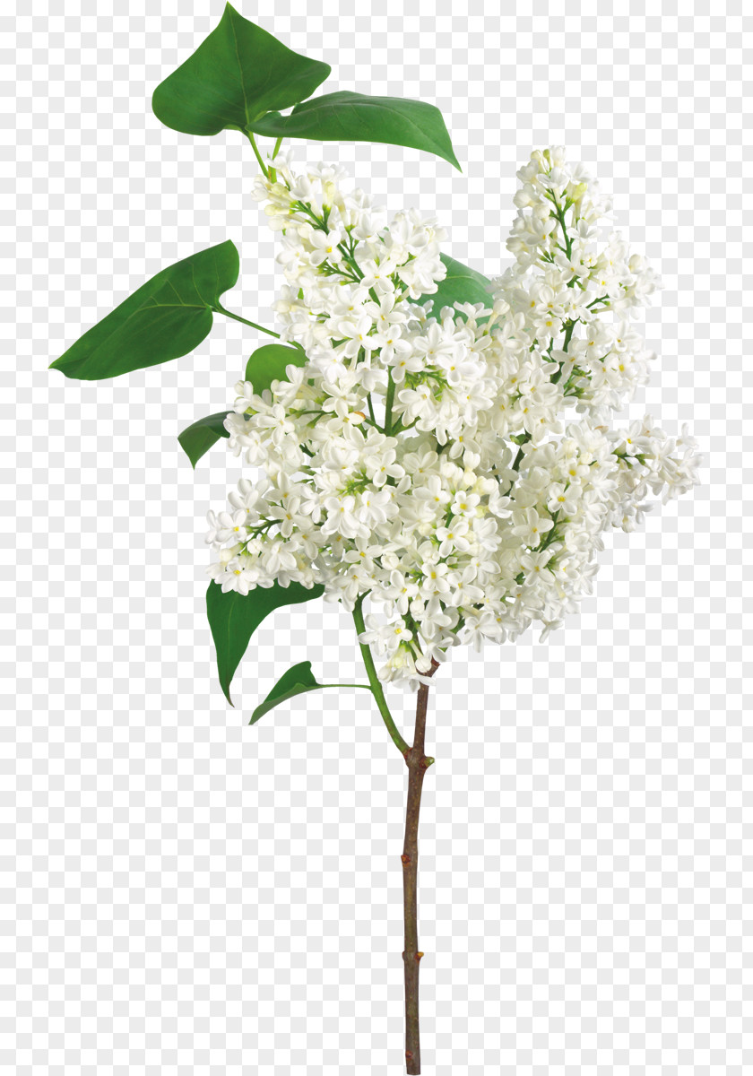 Funeral White Flower PNG