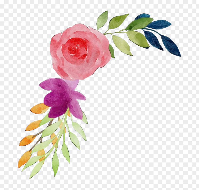 Leaf Flowering Plant Rose PNG