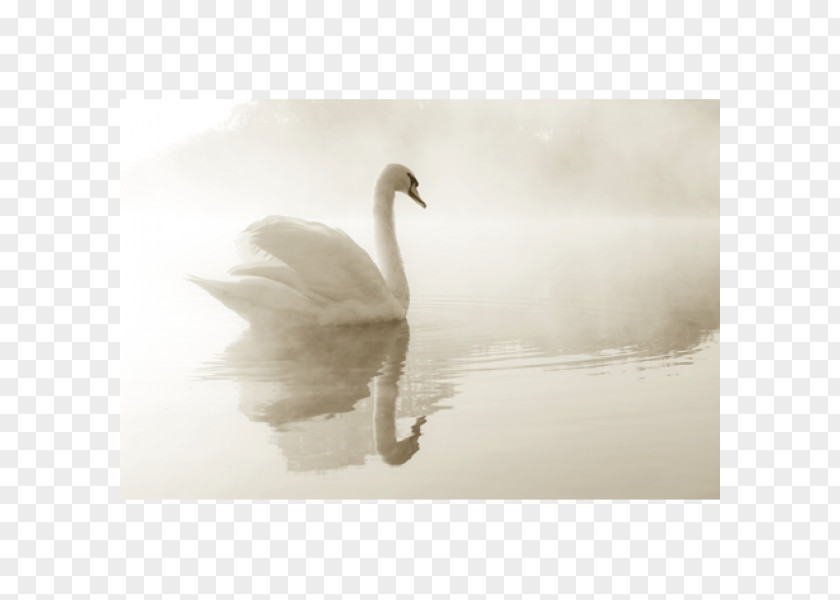 Mute Swan Poster Duck Canvas Print PNG