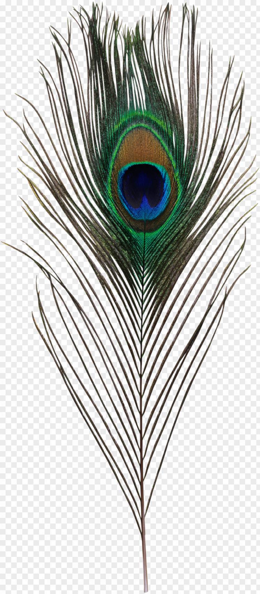 Peacock Feather Bird Asiatic Peafowl Simple Eye In Invertebrates PNG
