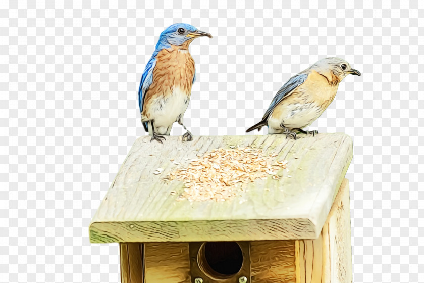 Bird Food Birds Bluebirds Beak Science PNG