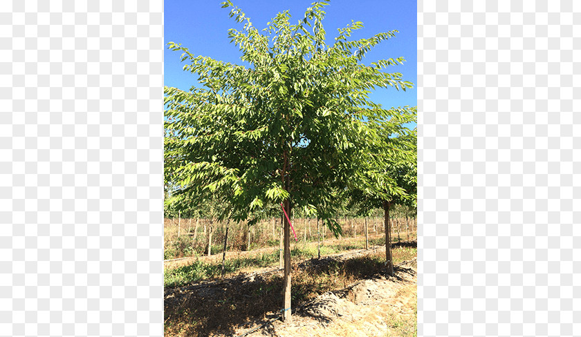 Deciduous Specimens Oak Shade Tree Elm Shrub PNG