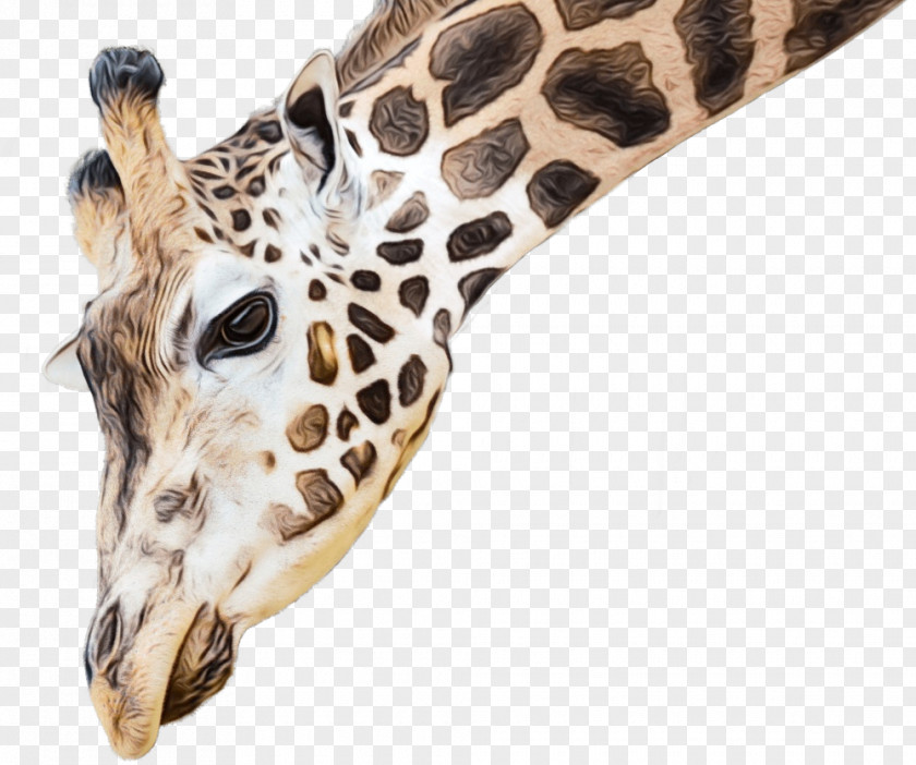 Fawn Neck Giraffe Giraffidae Terrestrial Animal Wildlife Head PNG