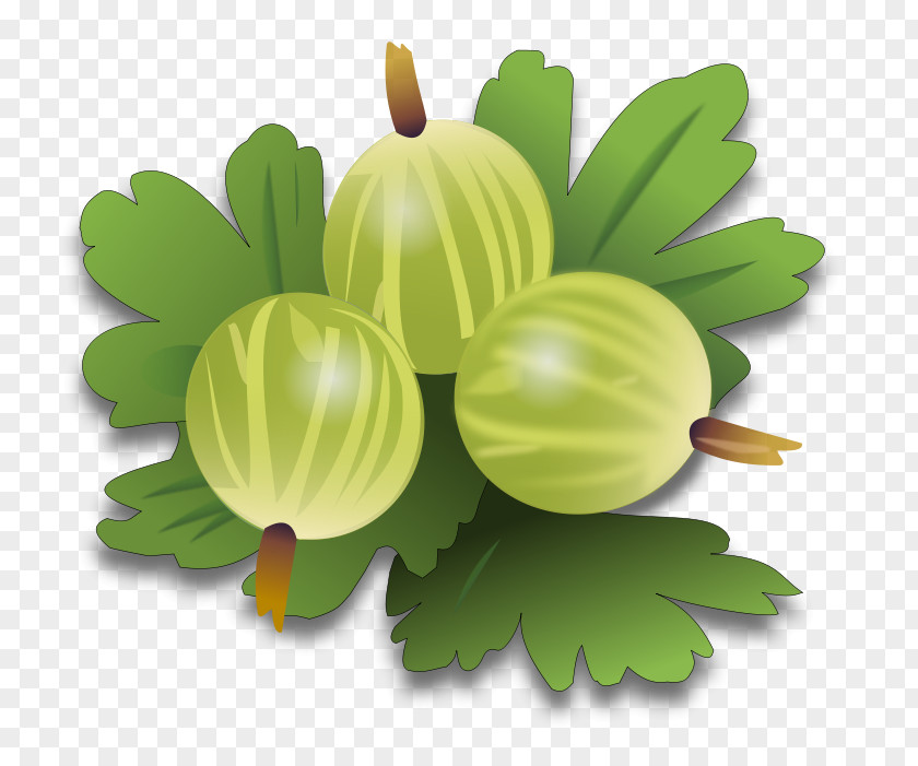 Gooseberry Clip Art PNG