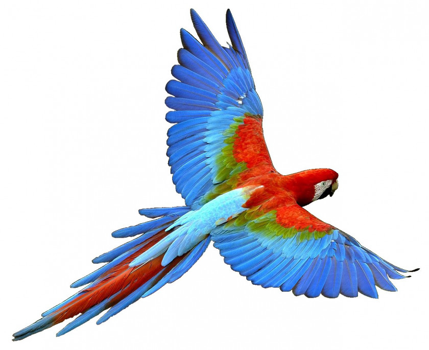 Parrot Bird Flight Cockatiel Clip Art PNG