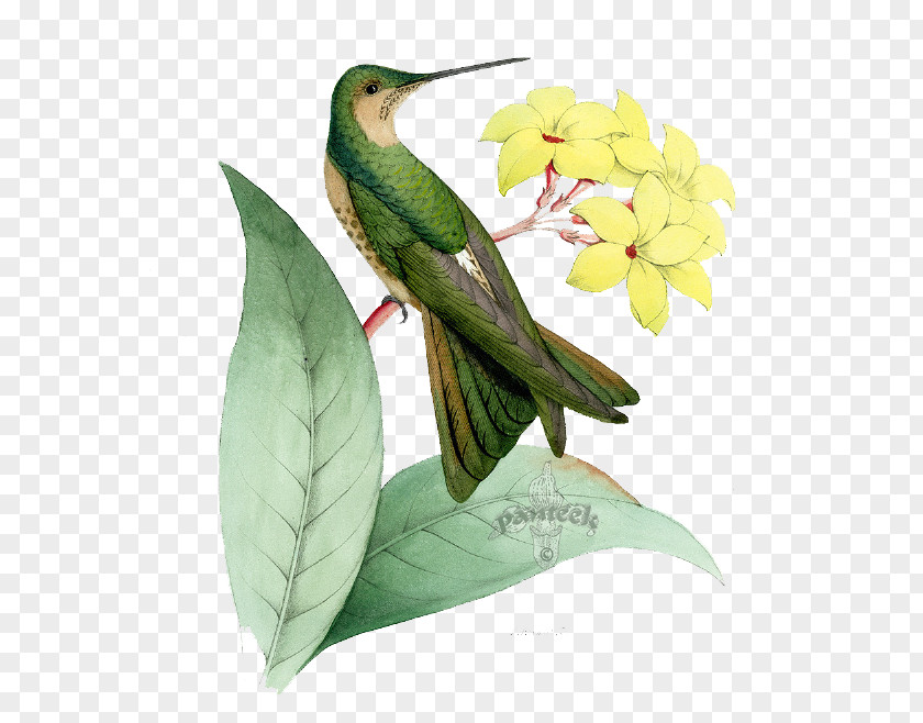 Birds And Flowers Hummingbird Euclidean Vector PNG