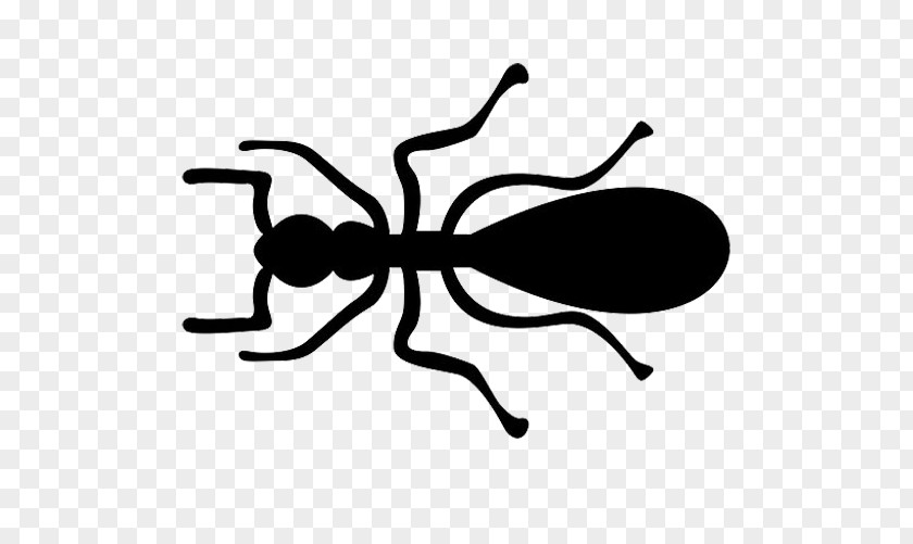 Black Ants Simple Pen Ant Insect PNG