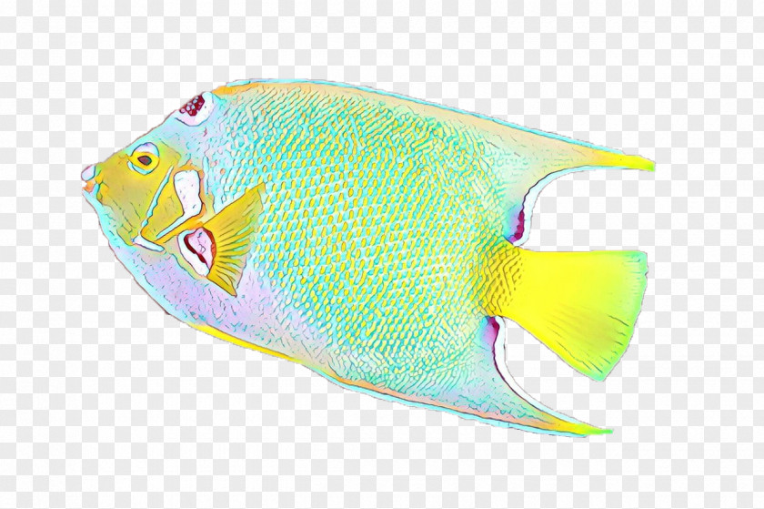 Bonyfish Triggerfish Fish Pomacanthidae Butterflyfish Holacanthus PNG