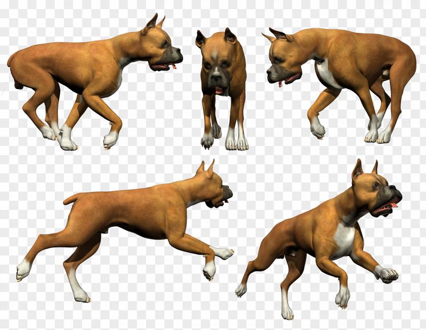 Dog Breed Snout Muscle Wildlife PNG