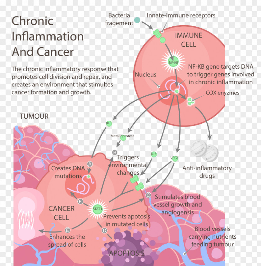 Health Cancer The Inflammation Free Diet Chronic Condition PNG