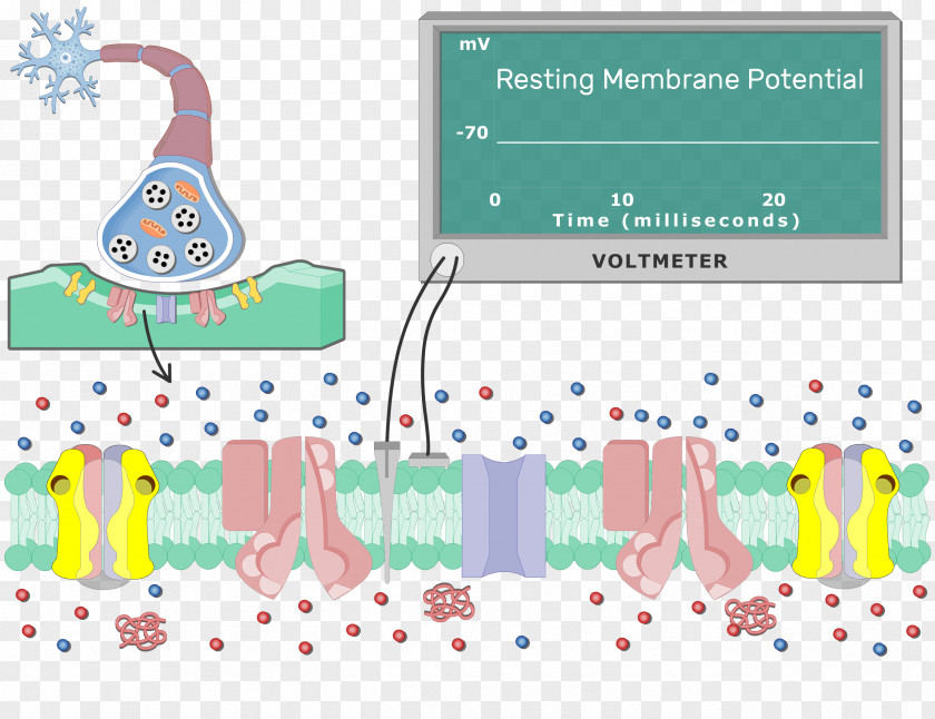 Neuron Depolarization Repolarization Postsynaptic Potential Cell Membrane PNG