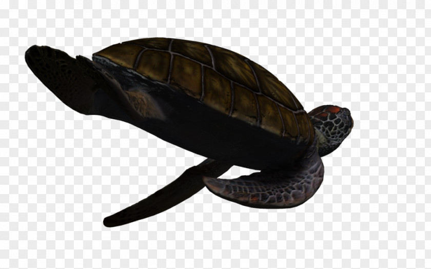 Turtle Box Turtles Green Sea PNG