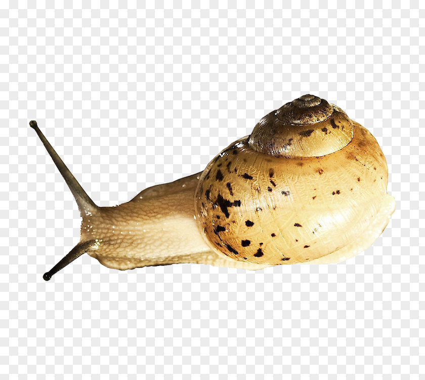 Snails Snail Orthogastropoda Prosobranchia Slug PNG