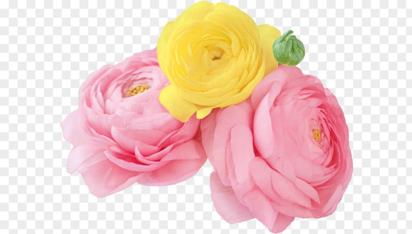 Flower Garden Roses IPhone 4S Centifolia PNG