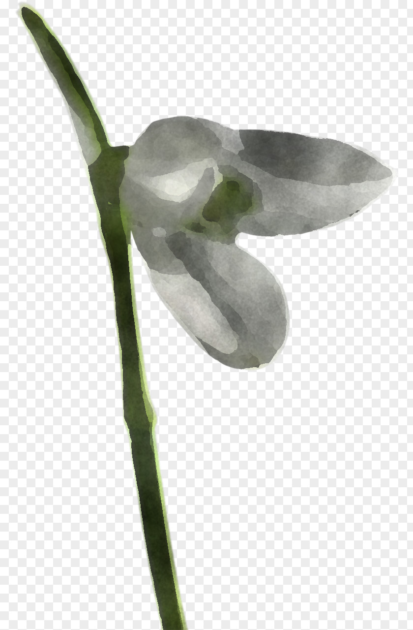 Flower Snowdrop Plant Galanthus Anthurium PNG