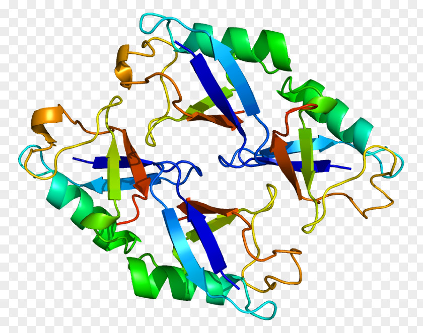 Homo Sapiens NEDD8 Cullin Protein NUB1 Neddylation PNG