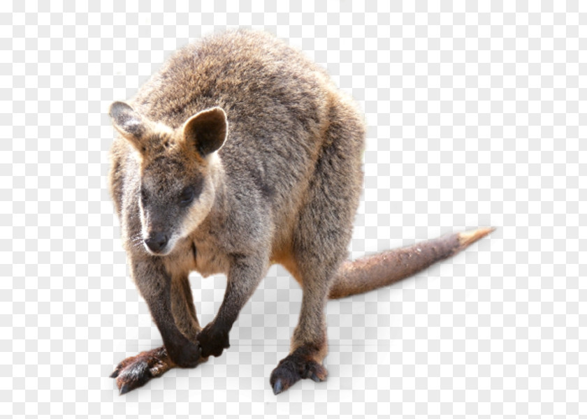 Kangaroo Wallaby Reserve Macropodidae Swamp Hellabrunn Zoo PNG