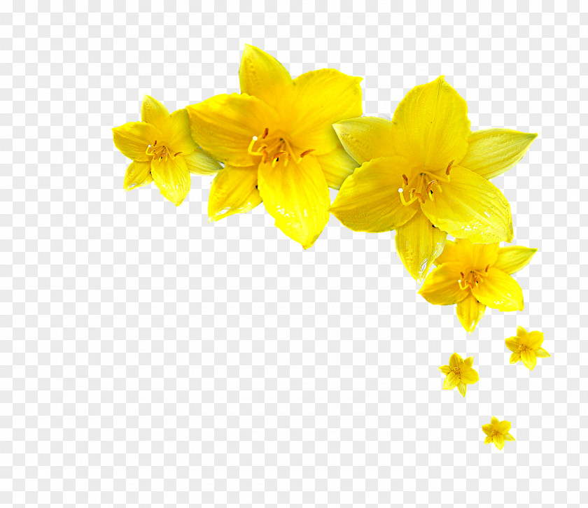 Kwiaty Narcissus Jonquilla Flower Television Show TV Kutno PNG
