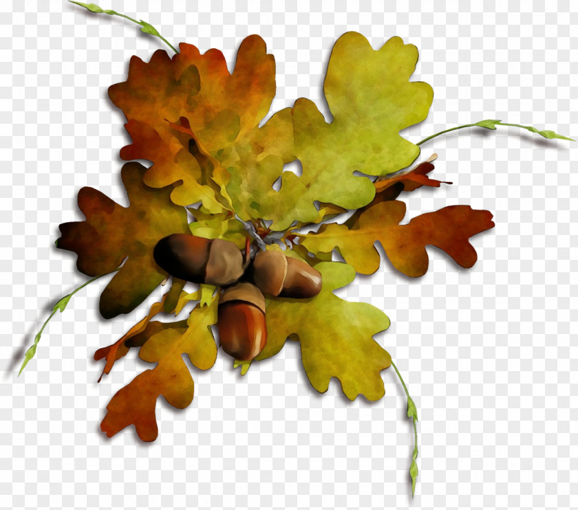 Vascular Plant Californian White Oak Tree Leaf PNG