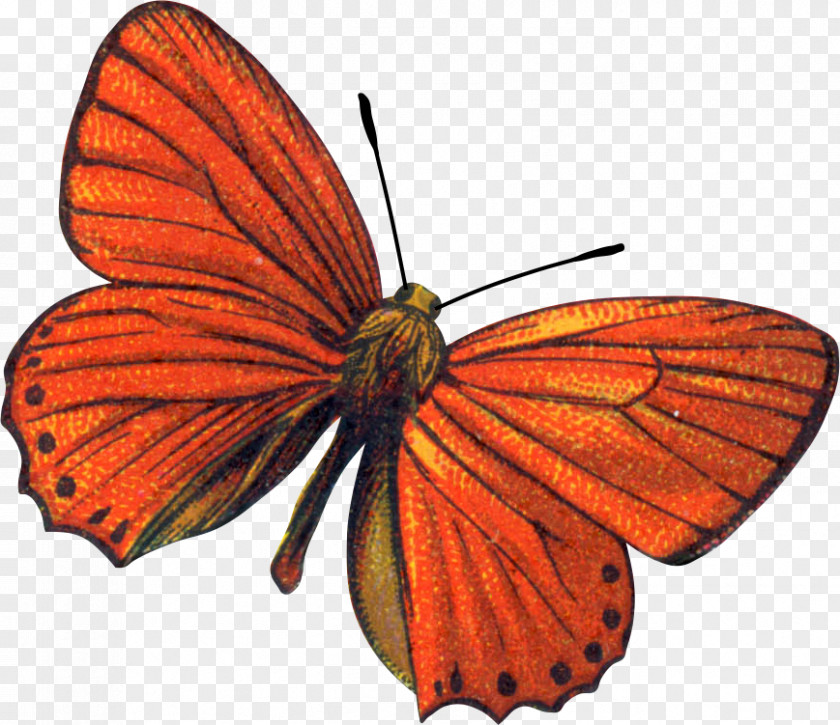 Butterfly Monarch Insect Scarce Copper Clip Art PNG