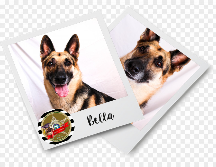 German Shepherd Dog Brevard County Sheriff's Office Breed Puppy Letter PNG