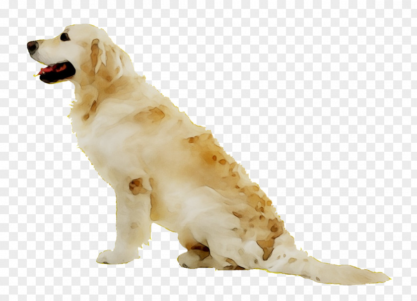 Golden Retriever Dog Breed Companion Gun PNG