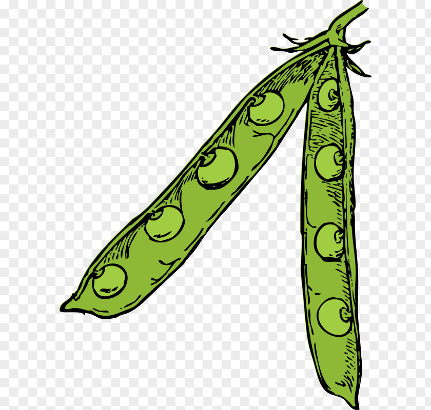 Pea Pod Picture Edamame Soy Milk Soybean Clip Art PNG