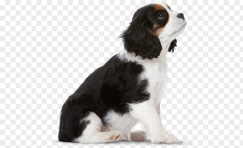 Puppy English Springer Spaniel Cavalier King Charles Dog Breed PNG
