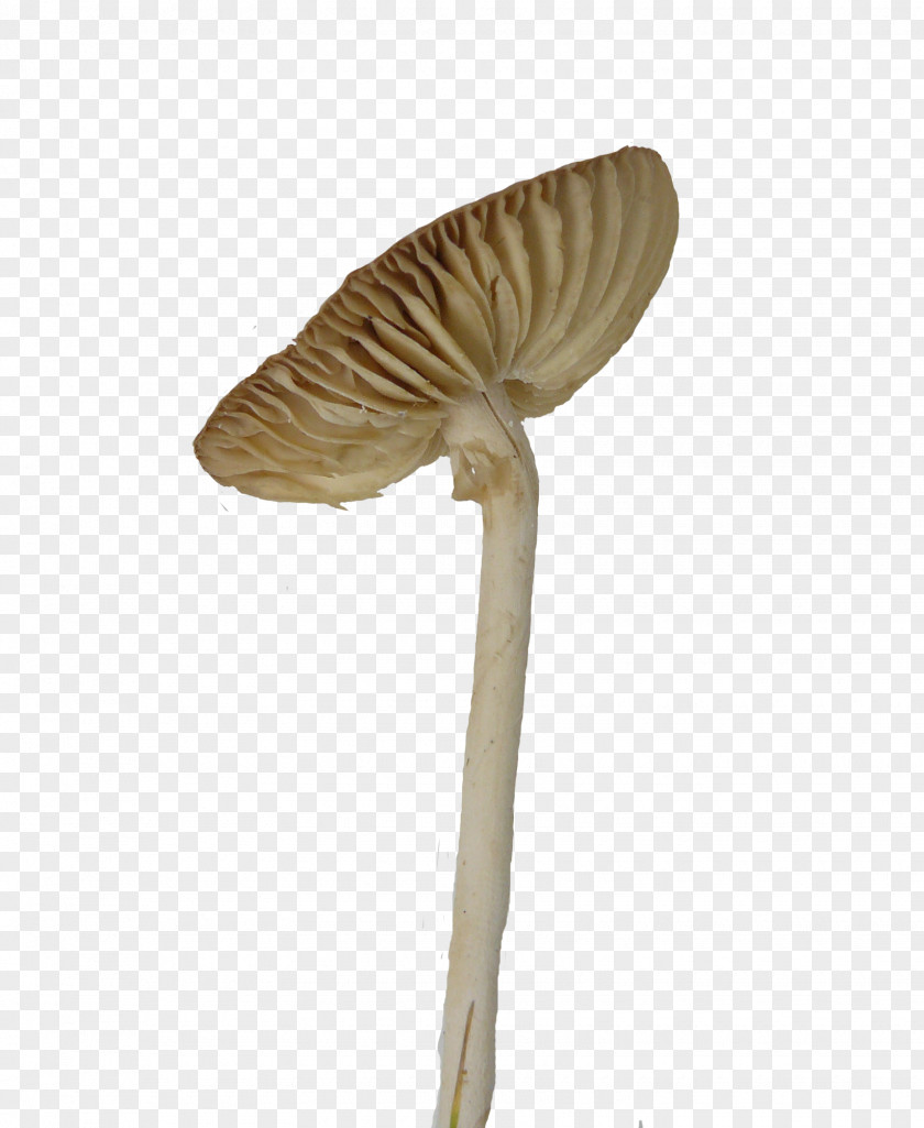 Tilted Umbrella Mushrooms Mushroom Fungus Euclidean Vector PNG