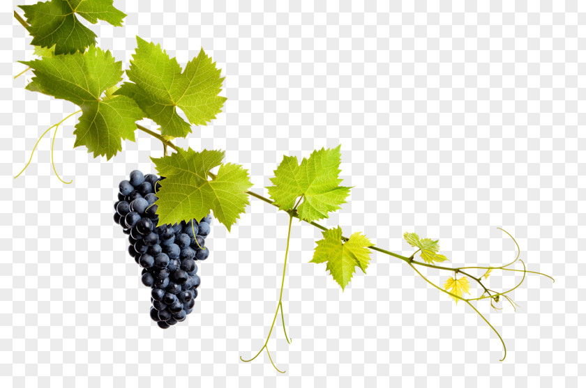 Grape Common Vine Leaves Wine PNG