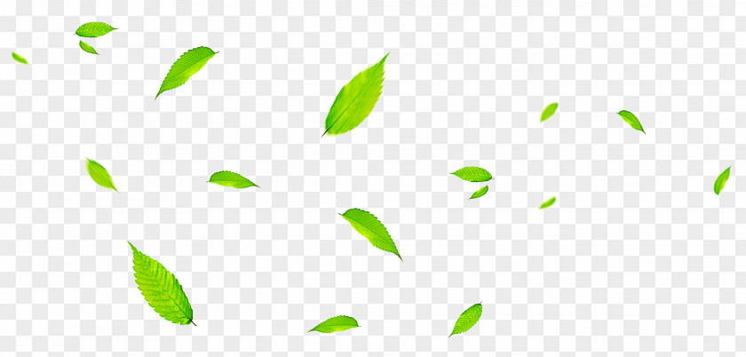 Leaf Green Poster Color Branch PNG