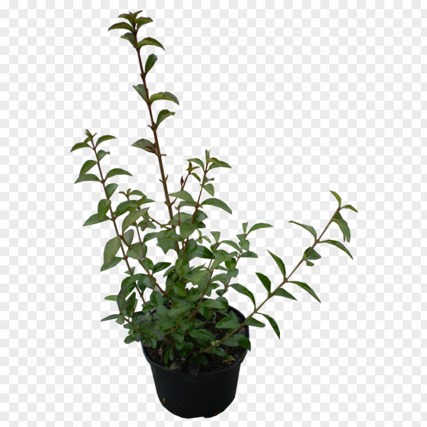 Plants Ligustrum Ovalifolium Shrub Periwinkle Garden PNG