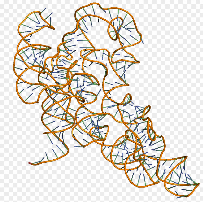 Rna Transfer RNA Ribonuclease P Polymerase PNG