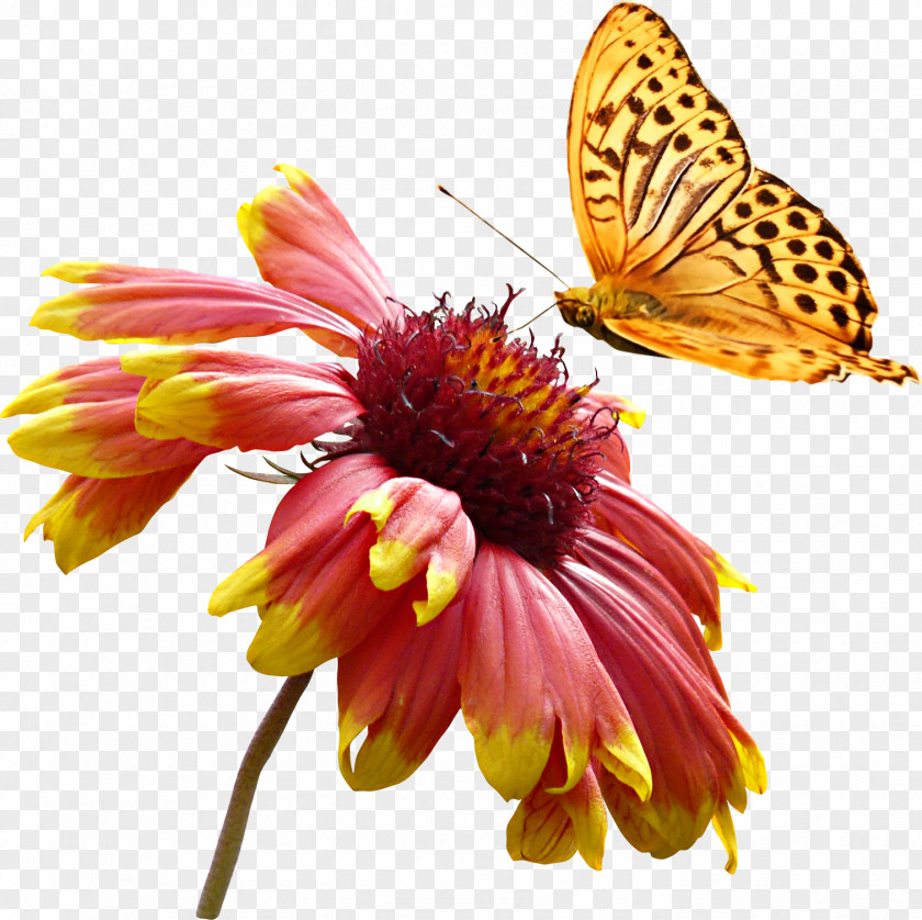 Super Beautiful Yellow Color Animal Butterfly Daisy Flowers Clip Art PNG