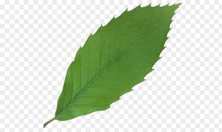 An Apple Leaf 3D Computer Graphics PNG